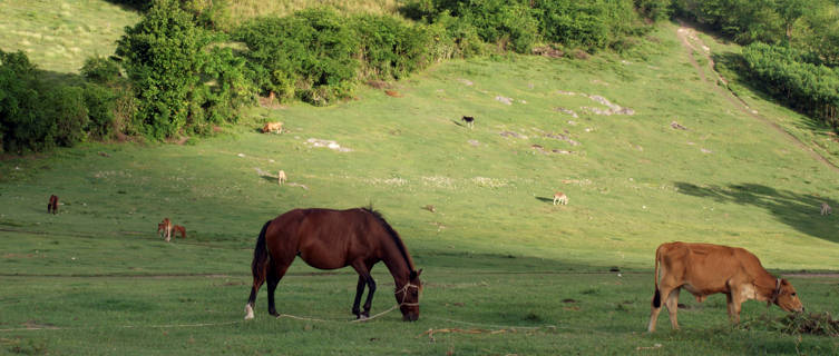 Parc Macaya, Haiti