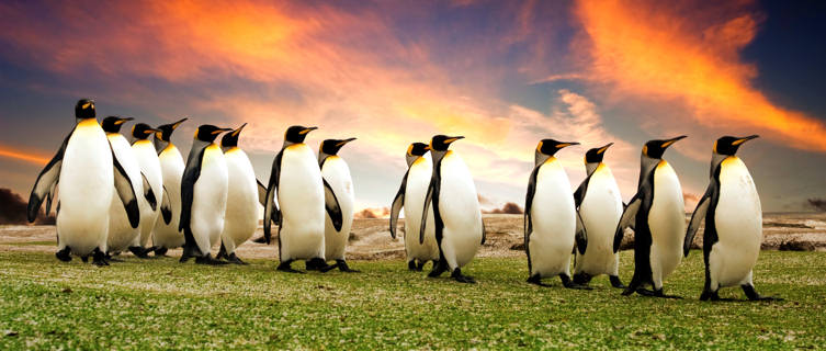 Penguins in the Falkland Islands