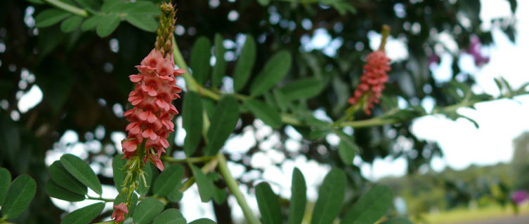 Pink flowers in French Guiana