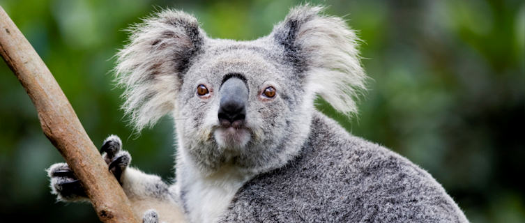 Port Macquarie, New South Wales, has a large koala population