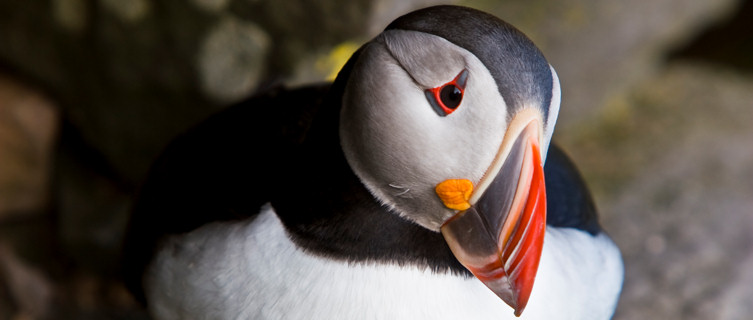 Puffin in Iceland