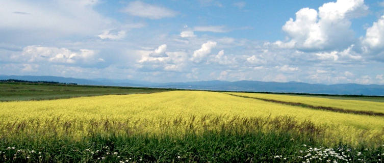 Quebec Fields