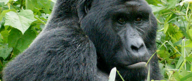 Rare mountain gorillas