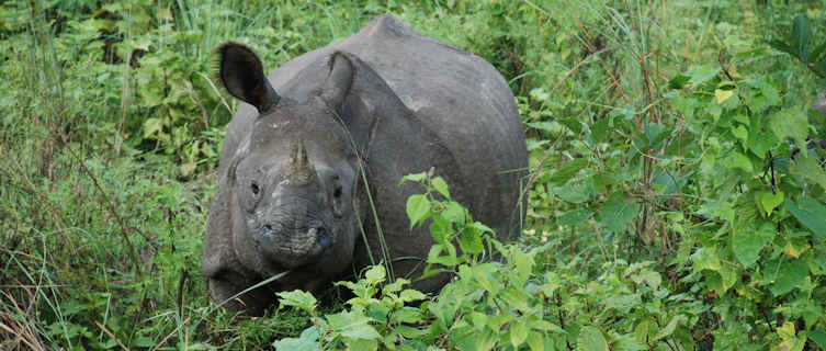 Rhino in Chitwan National Park, Nepal