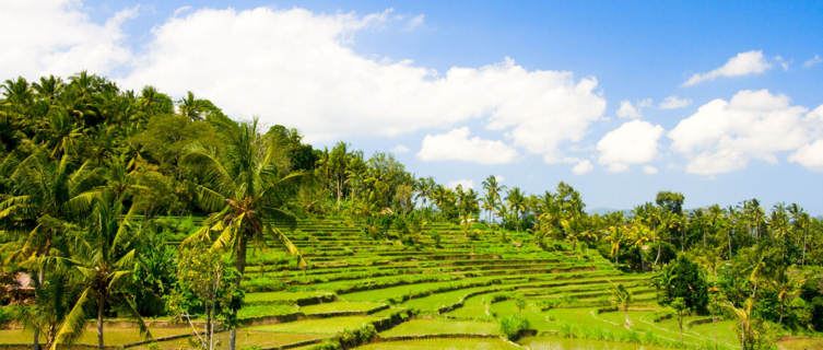 Rica terraces in Bali, Indonesia