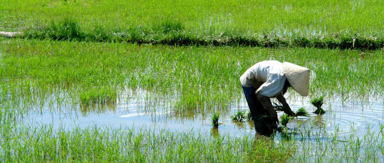 Rice fields, Vietnam