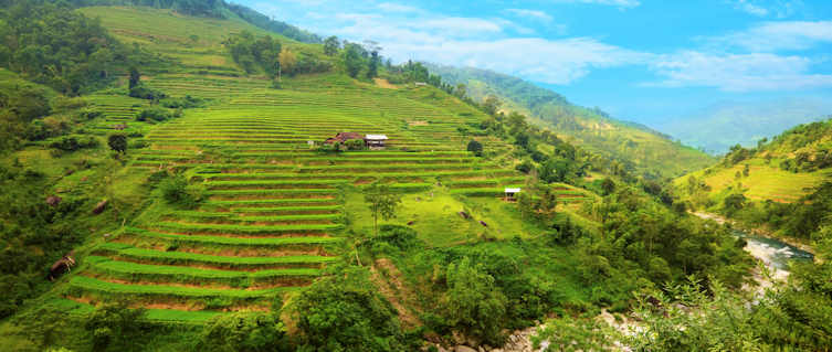 Rice terraces in Sapa