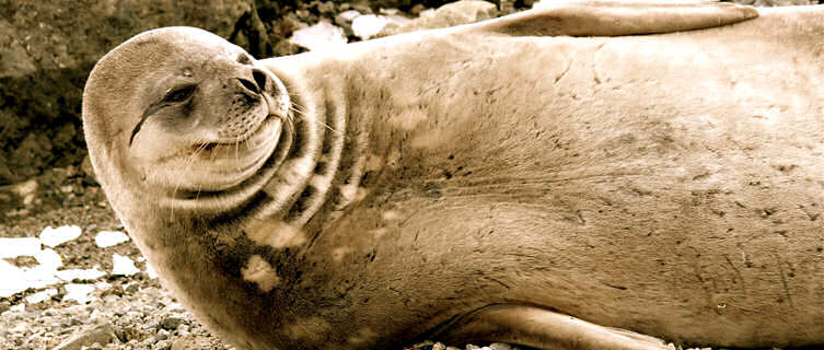 Seal spotting in  Antarctica