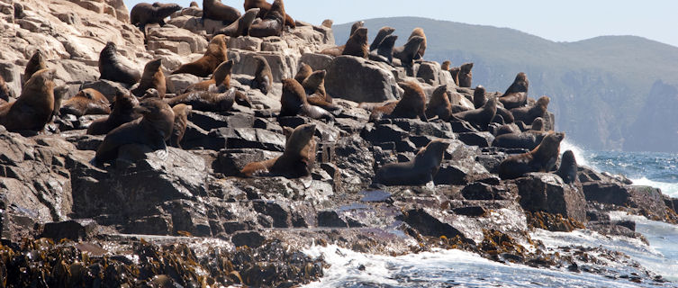 Seals at South Bruny National Park, Tasmania