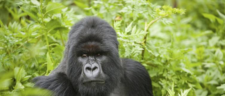 Silverback Mountain Gorilla, Parc National des Volcans, Rwanda