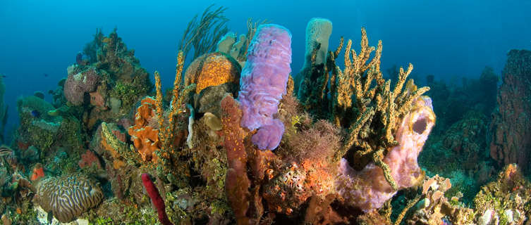 Snorkel in Honduras's coral reefs