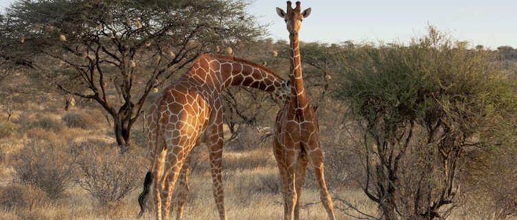 Somali Giraffes