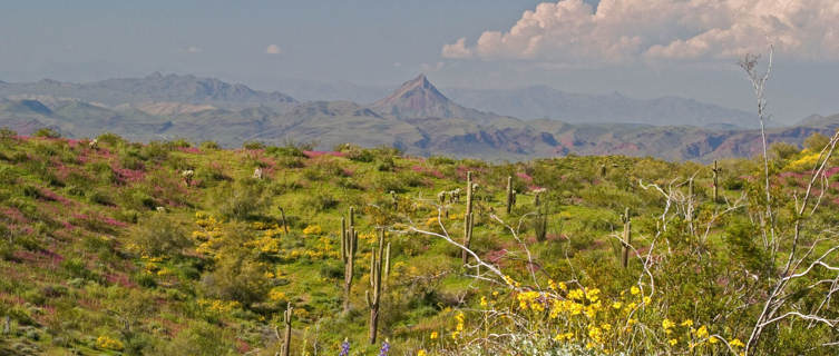 Sonoran Desert in bloom, Phoenix