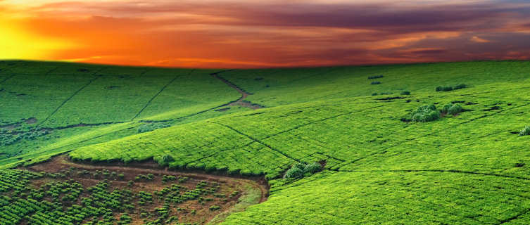 Tea plantation