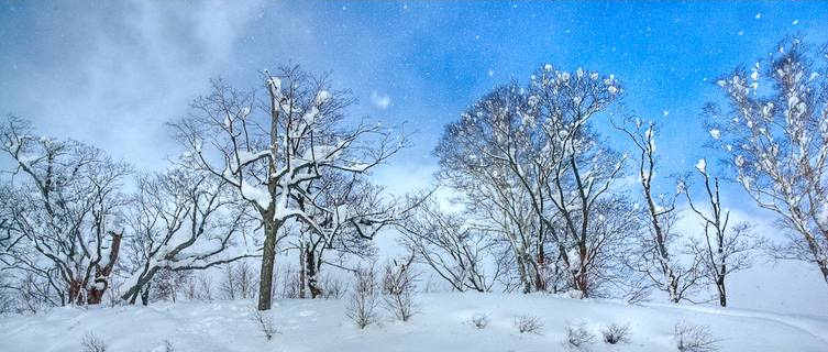 Trail from top of Ace Pair Lift, Niseko