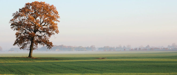 Tree-Wood County, Ohio