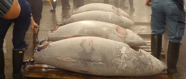 Tuna sale at the Tsukiji Fish Market in Tokyo, Japan