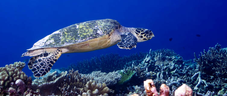 Underwater world, Maldives