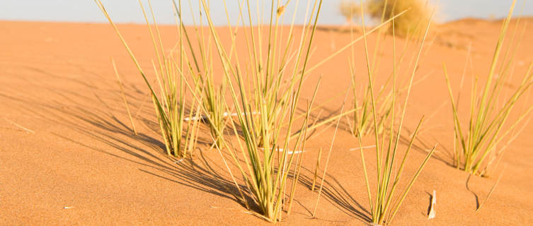 Wahiba Desert, Oman