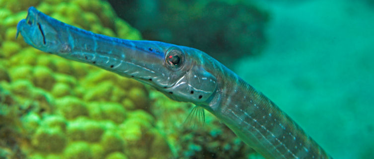 Weird and wonderul marine life, Dominica