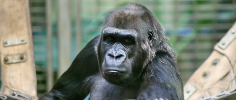 Western Lowland Gorilla, Equatorial Guinea