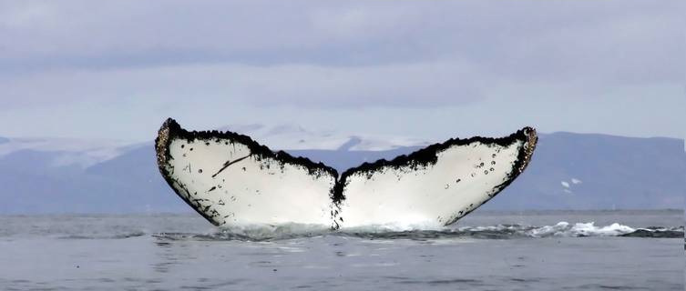 Whale, Antarctica