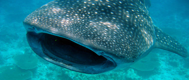 Whale shark in the Maldives