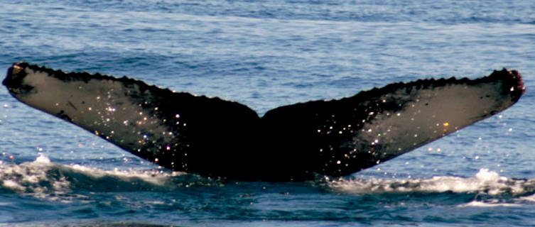 Whale watching, Bar Harbour, Maine