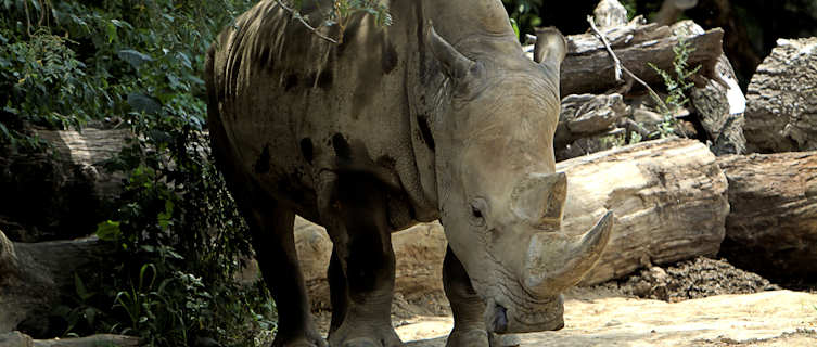 White rhino at Omaha's Henry Doorly Zoo, Nebraska