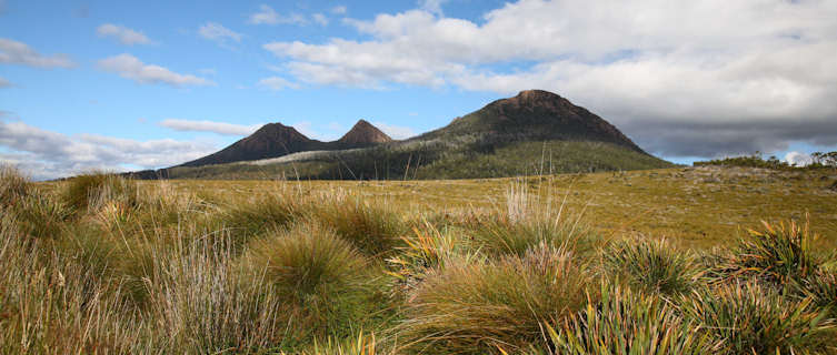 Wild Tasmania