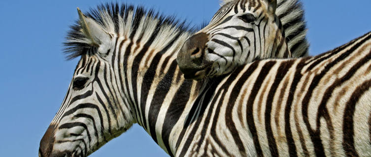 Zebra in Mokala National Park, South Africa