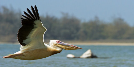 Find abundant bird life in the Saloum Delta