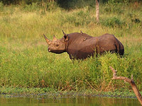 Malilangwe Wildlife Reserve has 84 resident black rhino