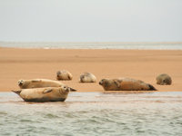 Lucky visitors might spot some seals