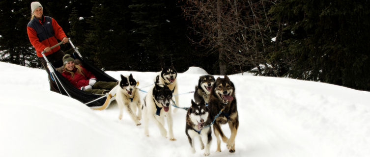 Dogsledding in Sun Peaks